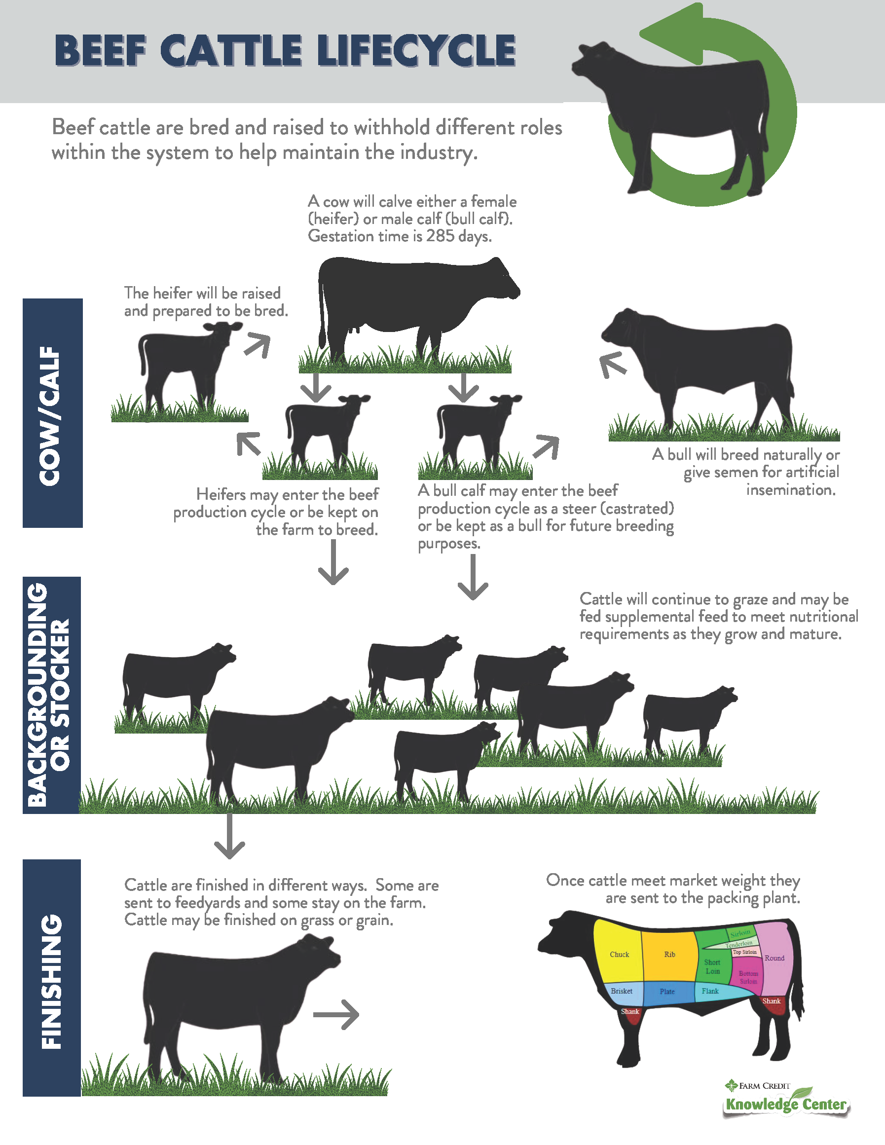 Beef Cattle Production System And The Beef Cattle Lifecycle Farm 